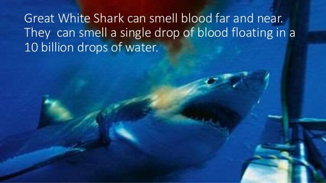 The sharks smell blood in the water